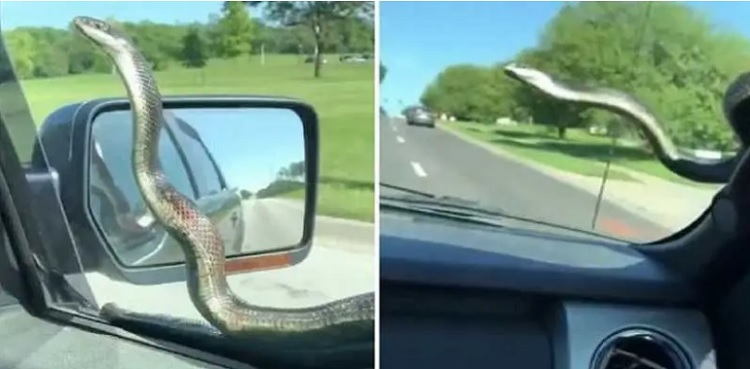 Viral video: Snake takes ride on car windscreen