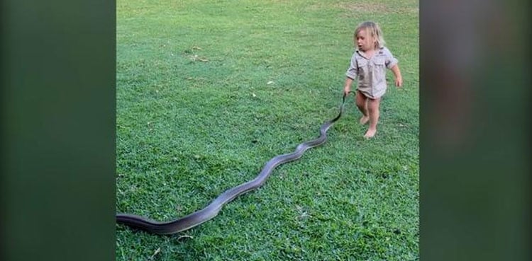 Two-year-old boy plays with giant snake in viral video