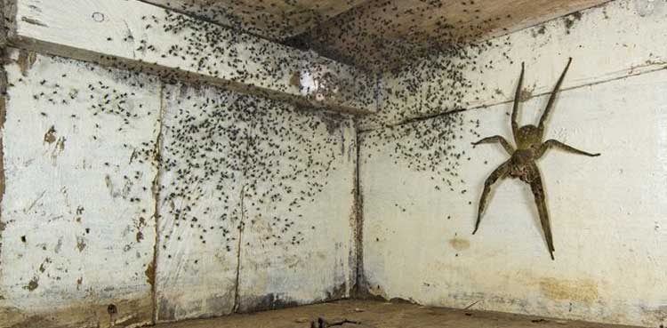 Man finds one of world's most venomous spiders breeding under his bed