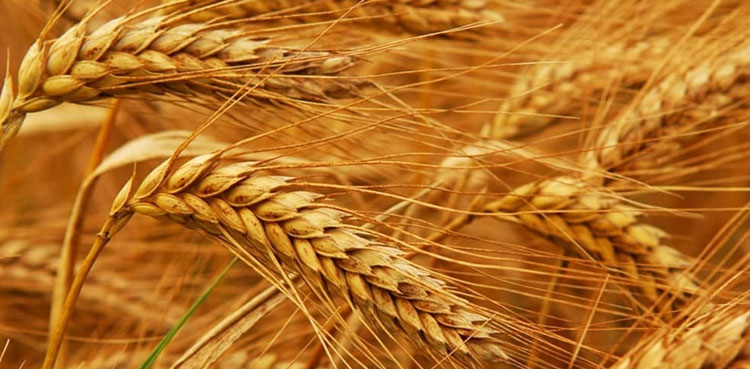 ECC approves 190,000 tons of wheat for utility stores