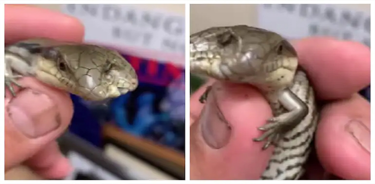 AMAZING!!! Zookeeper demonstrates two-headed rare lizard