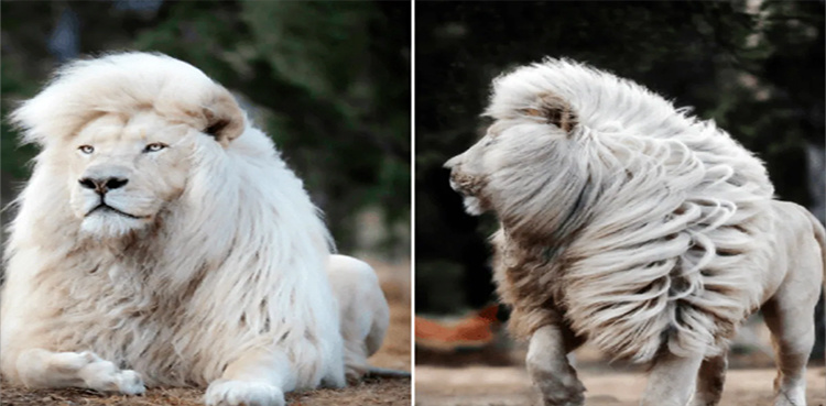 TW: Endangered white lion dies in Karachi Zoo after 20 days of being ill