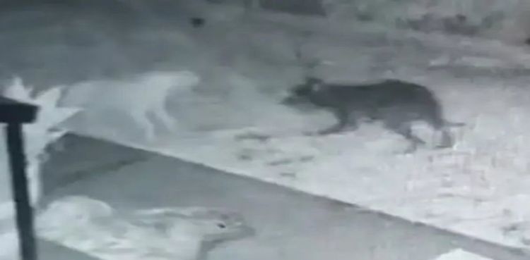 Man claims his security camera filmed ‘ghost dog’ playing with his pup