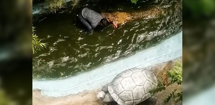 Watch: Tourist attacked by crocodile after mistaking it for plastic model