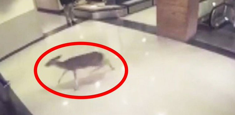 VIRAL: Injured deer goes to hospital, takes escalator ride