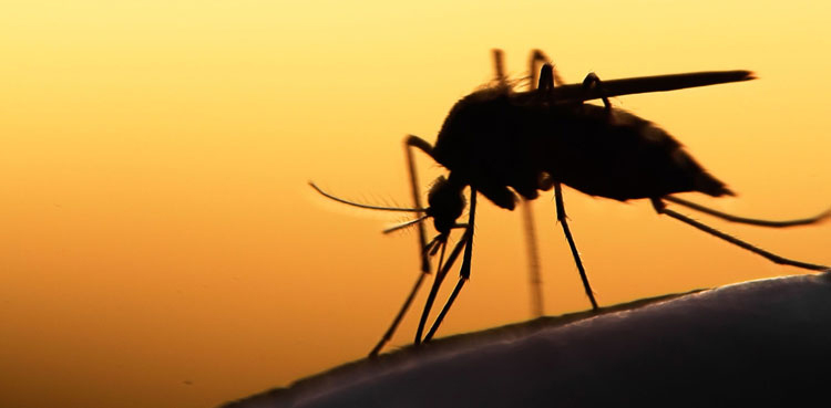 501 new cases of dengue fever reported in Punjab