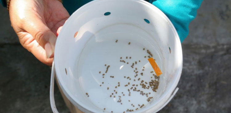 Researchers breed 'good' mosquitoes to combat dengue