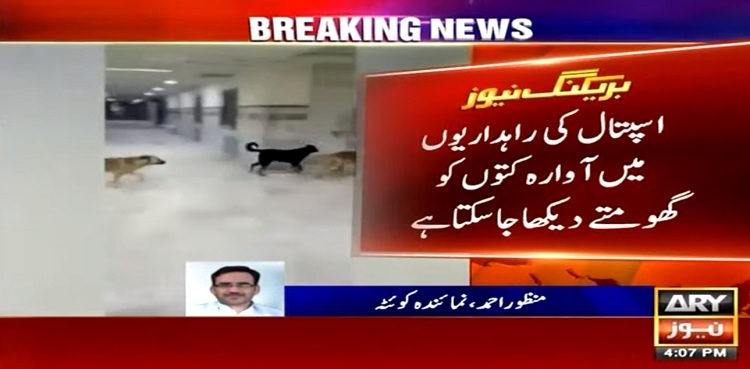 Watch: Stray dogs roaming inside Bolan Medical Complex