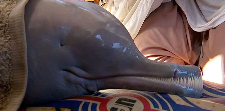 Watch: Stranded Indus dolphin rescued from Dadu Canal