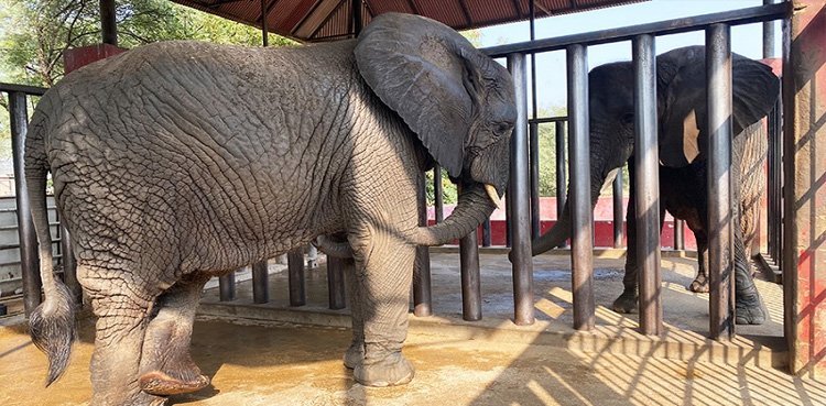 SHC directs KMC to call German doctor for health check-up of elephants