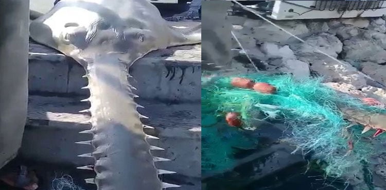 WATCH: Rare sawfish caught at Pakistan Iran sea border