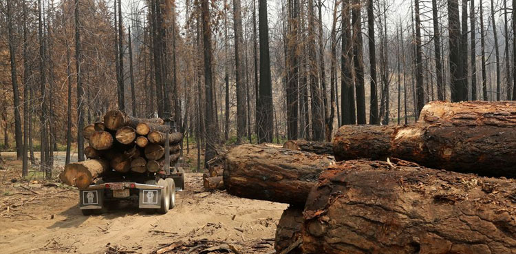 Over 100 global leaders pledge to end deforestation by 2030