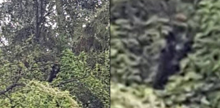 Man horrified after 'dog man' monster 'stalks' him