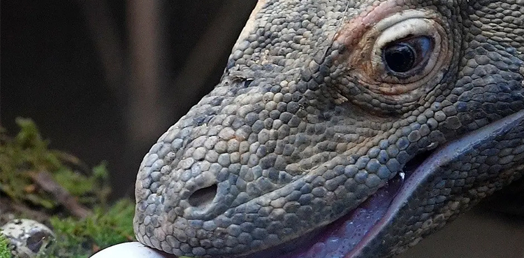 WATCH: Zoo breeds Komodo dragons to save them from extinction