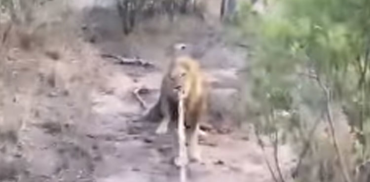 Lion plays tug-of-war with tourist vehicle, video goes viral