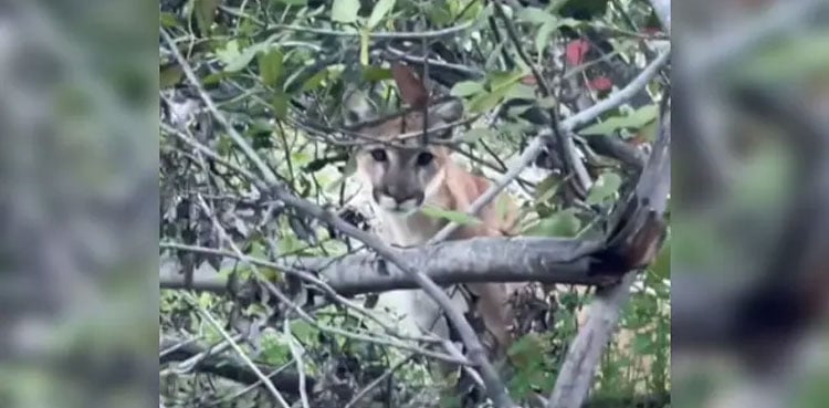 VIDEO: Mountain lion stares down two hikers