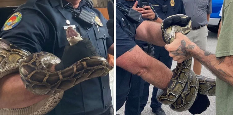 7-foot python takes ride on sailboat