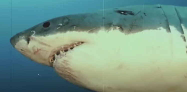 Injured shark filmed during documentary, pictures go viral