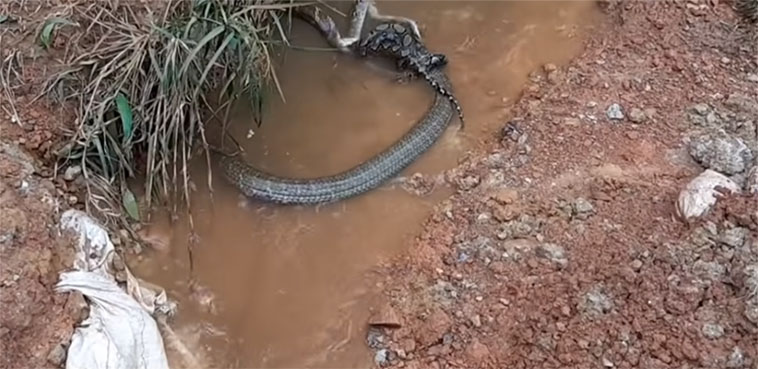 Video of fierce fight between python, cobra goes viral