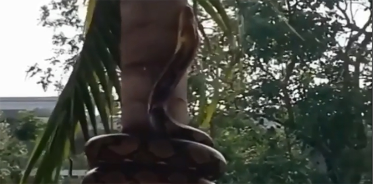 Python climbs tree using a unique way, video goes viral