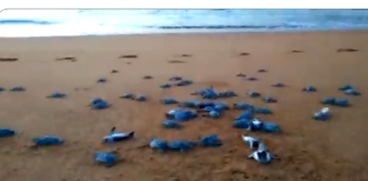 'Joy to watch': Over 100 baby turtles head to sea at Jiwani beach