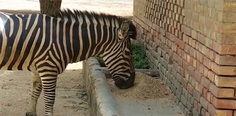 KMC shares videos to deny lack of food supplies at Karachi Zoo