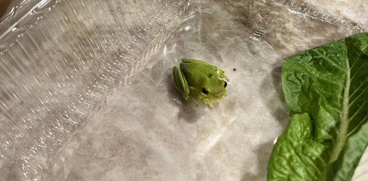 Interesting tale: Man finds baby frog in salad box, feeds him bugs