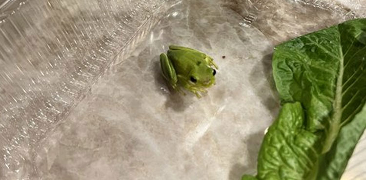 Man pets baby frog which he found inside salad box
