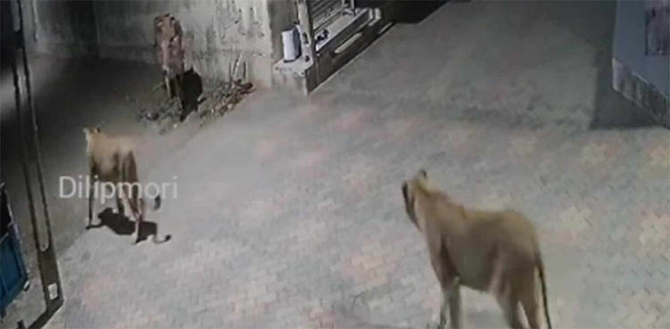 Bull foils attack from lionesses as video goes viral