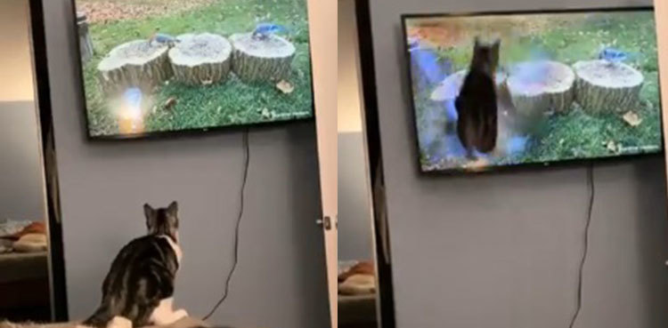 Viral video: Dog's priceless reaction to cat trying to catch bird on TV