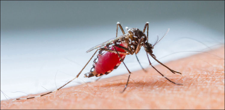 Islamabad reports 22 more dengue cases