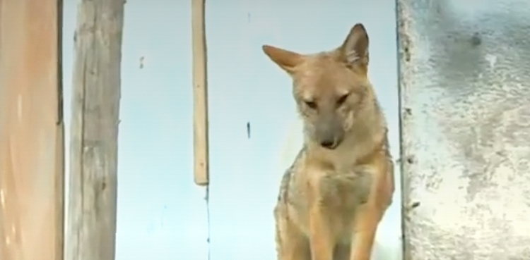 Weird: Family dog turns out to be a fox