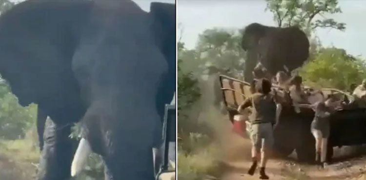 VIDEO: Angry elephant attacks safari truck, tourists run for their lives