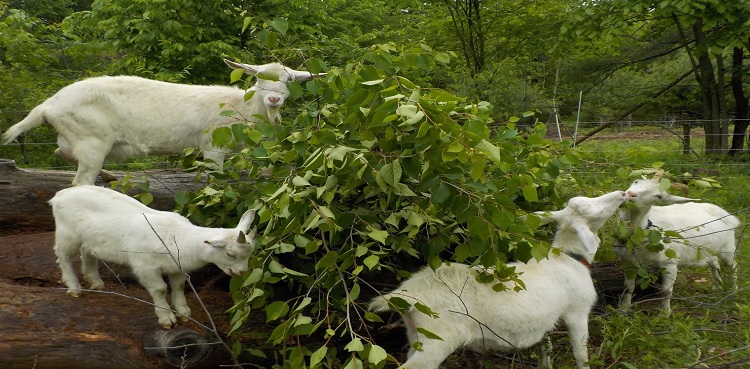 Seven goats die after eating poisonous fodder in Khanpur