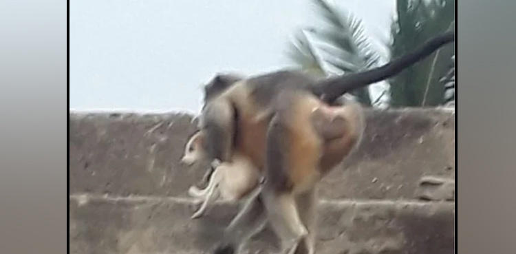 Monkeys killed 250 dogs for revenge in this town; here's why