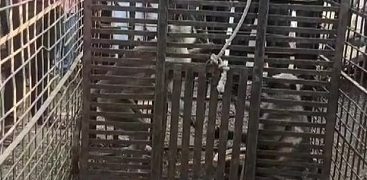 VIRAL: Monkeys involved in killing of 250 dogs captured