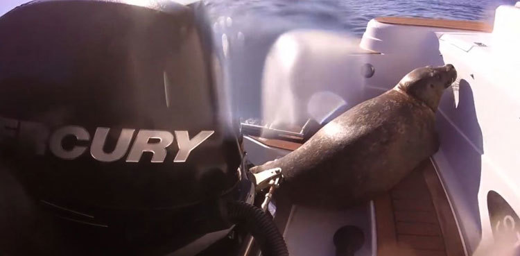 Watch: Seal hides on boat when surrounded by killer whales