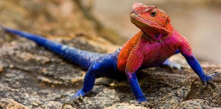 VIRAL: Lizard that looks like the 'Spider-Man'