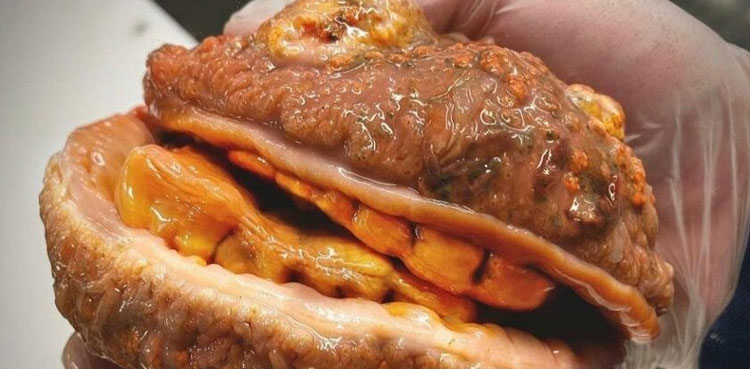 VIRAL: Netizens confused by this strange looking fish