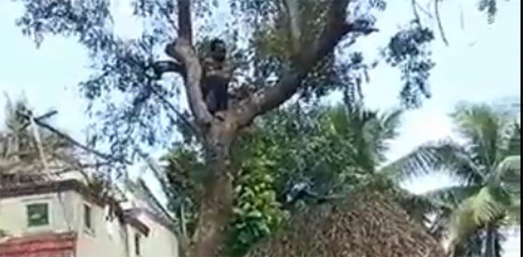 Video: Man climbs up tree to avoid COVID vaccination