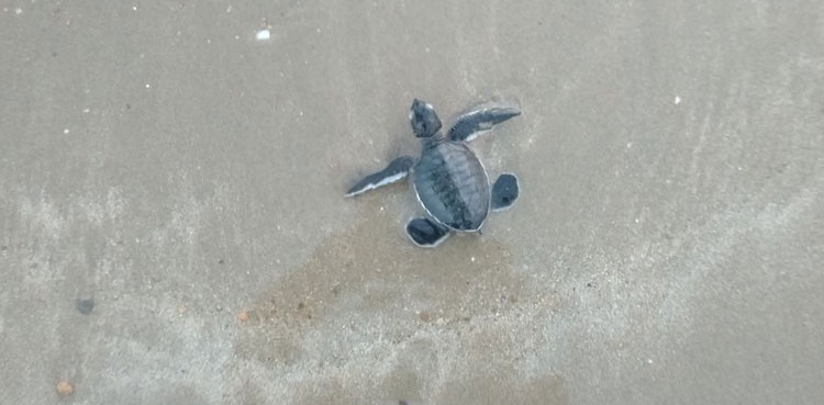 Wildlife team cradles green turtles babies from Karachi beach to sea