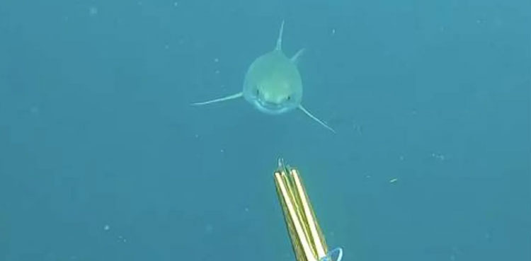 VIDEO: Man comes face-to-face with great white shark