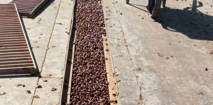 Viral video: Beetles wreak havoc in Argentina town, damage buildings