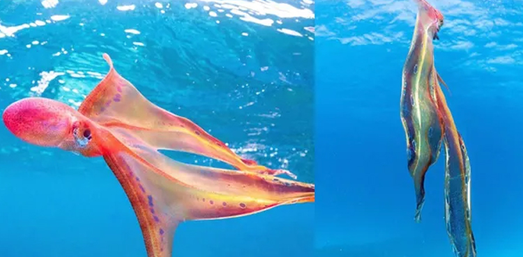 Rare blanket octopus found in Australia; pictures, video go viral