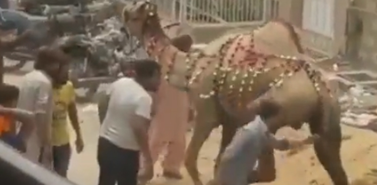 Viral video: Man tries to hit camel, gets instant karma