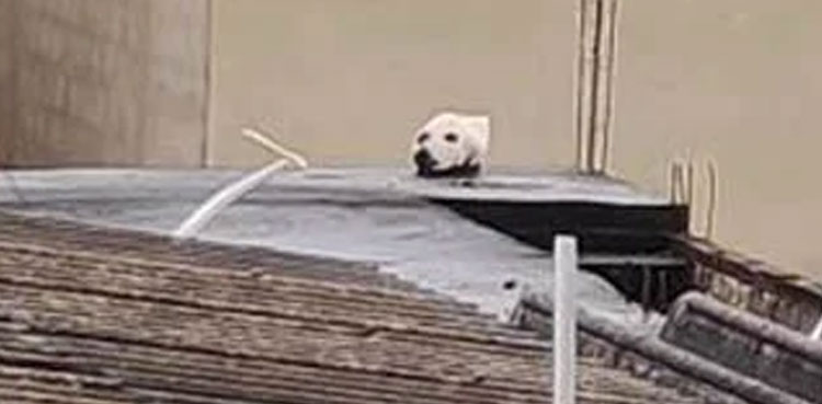 Is this a dog's head? the reality will shock you