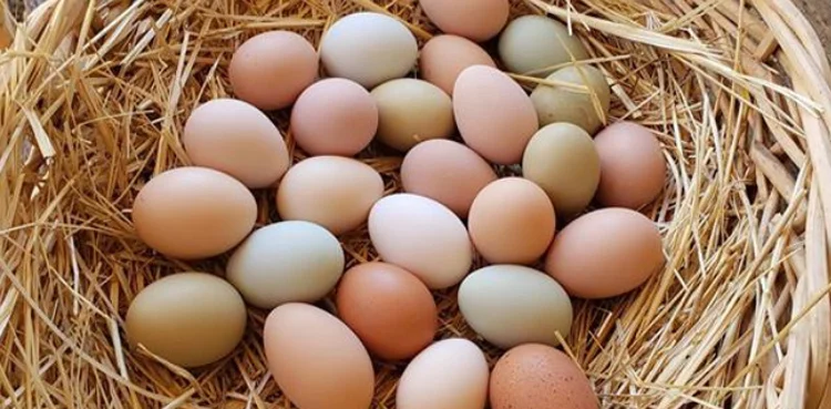 Egg appetite hits record highs in 2025