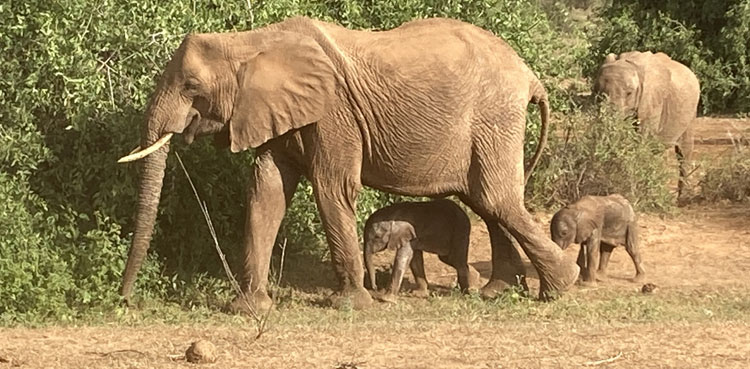 Rare baby elephant twins born in Kenya