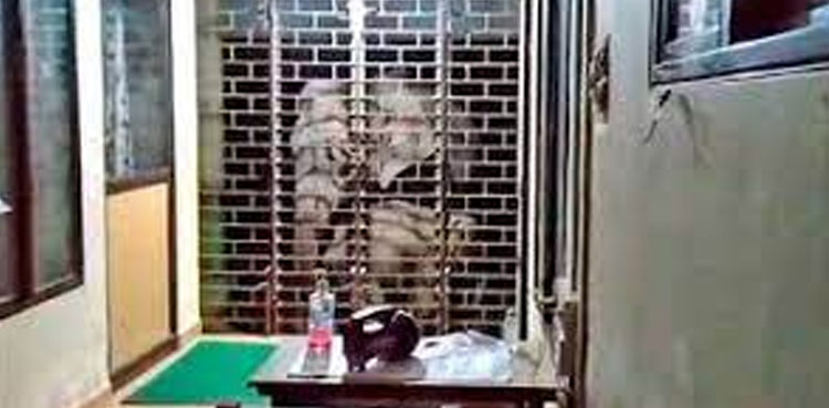 Watch: Elephant and calf 'raid' police station in viral video