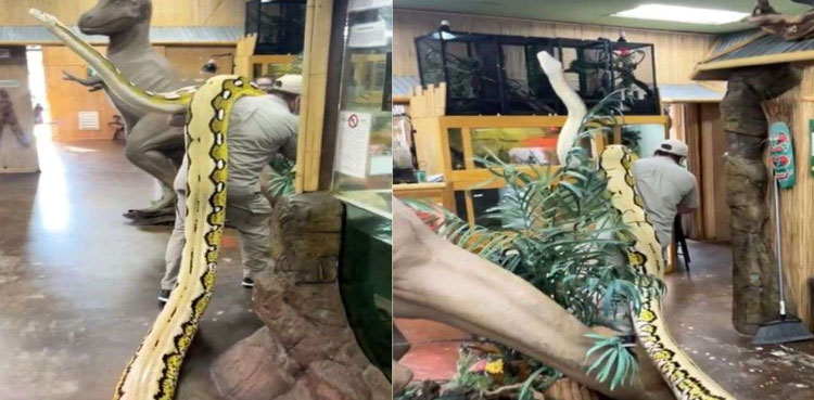 WATCH: Man carries giant python on his shoulders